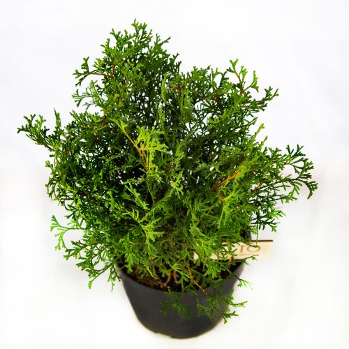 Туя западная Тини Тим Thuja occidentalis Tiny Tim 1л (Н)