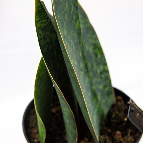 Сансевиерия Биг Ливс Грин Sansevieria Big Leaves Green 50/19 (Н)