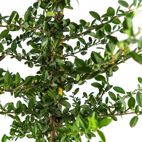 Пираканта микс Pyracantha in varieta 10л (И)