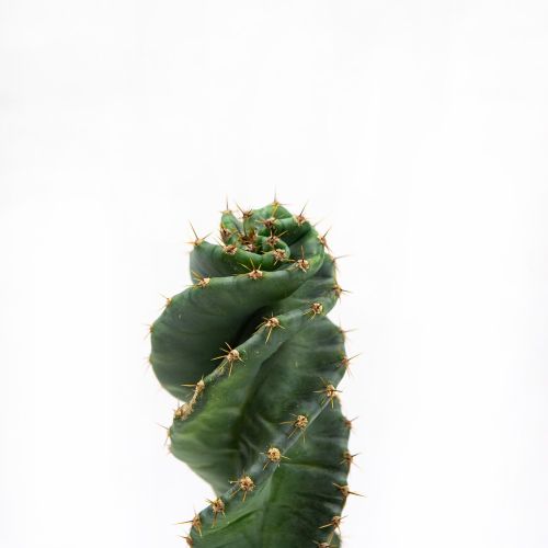 Кактус Cereus Peruvianus Tortuosus 20/8,5 (Н)