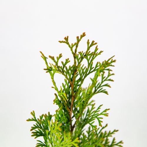 Туя западная Смарагд 40/50 Thuja occidentalis Smaragd 1л (Н)