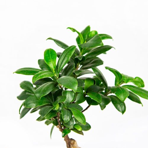 Фикус гинсенг Ficus Ginseng In Chinese Buddha 40/29