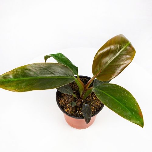 Филодендрон кустовой Philodendron bush Imperial Red /13