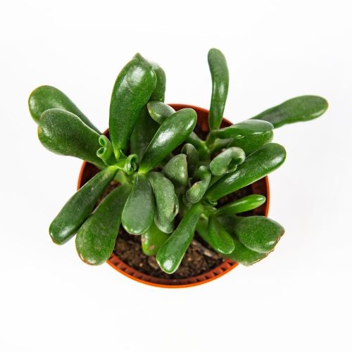 Толстянка микс Crassula mix 15/10,5