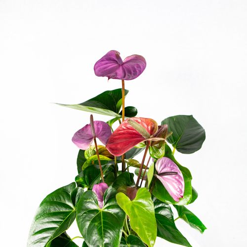 Антуриум Андре Кавалли Anthurium andraeanum Cavalli 6+ 65/17 (Н)