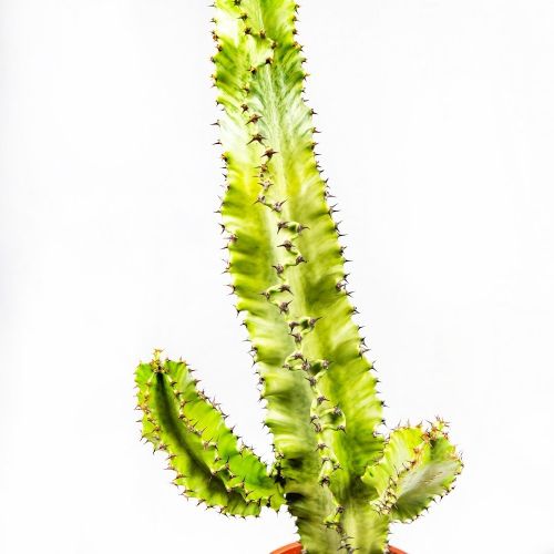 Молочай великий Мармората Euphorbia ingens Marmorata 70/21 (Н)