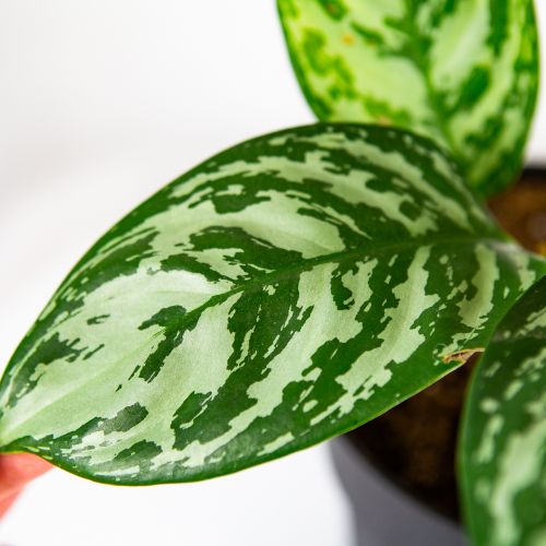 Аглаонема Джангл Сильвер Aglaonema Jungle Silver 60/19 (Н)