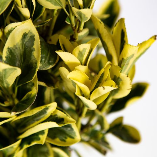 Бересклет японский Браво 1/2 ШТАМБ Euonymus japonicus Bravo 18л (И)