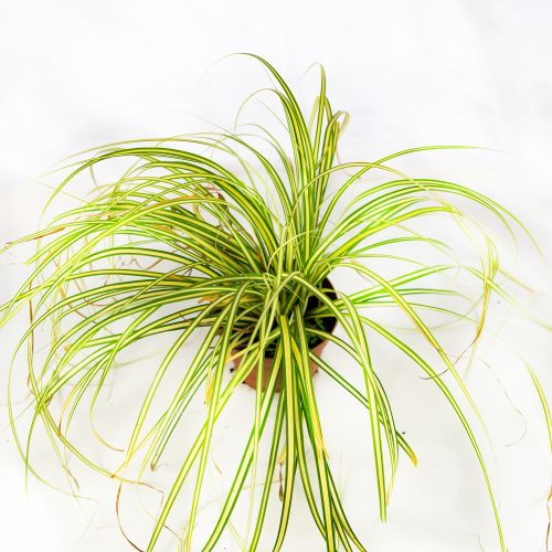 Осока охименская Эверголд Carex ochimensis Evergold Р9 (Н)