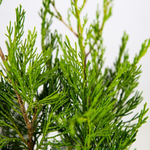 Можжевельник виргинский Канаэрти Juniperus virginiana Canaertii (ЗК)