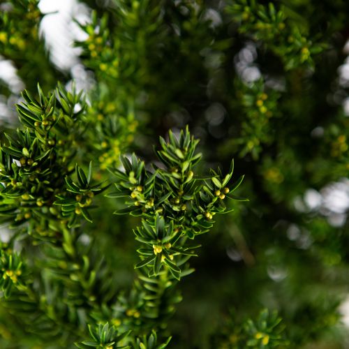 Тис средний Хилли 100/120 Taxus x media Hilliii 15л (Н)