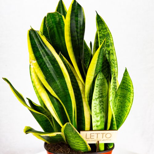 Сансевиерия Футура Суперба Sansevieria Futura Superba 50/19