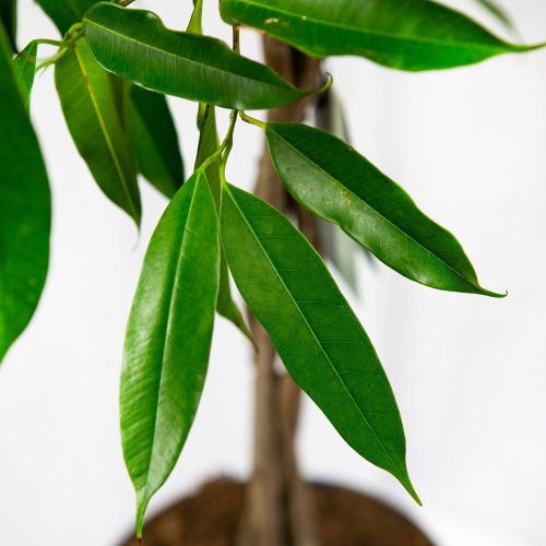 Фикус биннендийка Амстел Кинг переплетенный Ficus binnendijki Amstel King twisted stem 100/24