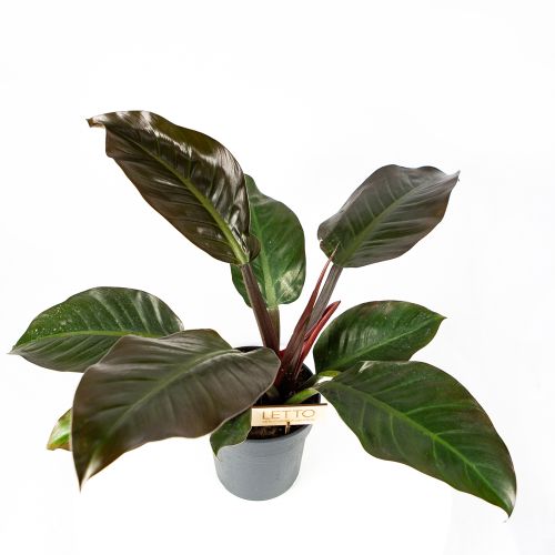 Филодендрон Империал Ред Philodendron Imperial Red 60/19