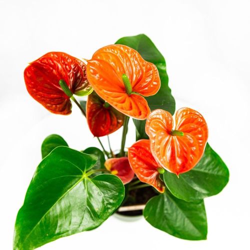 Антуриум Андре Мадурал Оранж Anthurium andraeanum Madural Orange 50/14 (Н)