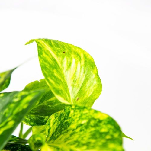 Эпипремнум перистый Голден Потос Epipremnum pinnatum Golden Pothos 15/12