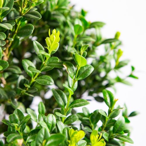 Самшит мелколистный Faulkner 1/4 ШТАМБ 10лт 60/80 Buxus microphylla Faulkner