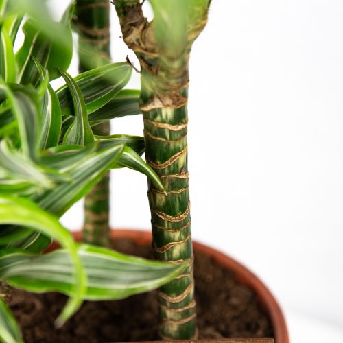 Драцена Лемон Сюрпрайз Dracaena Lemon Surprise 60-30-15 105/21