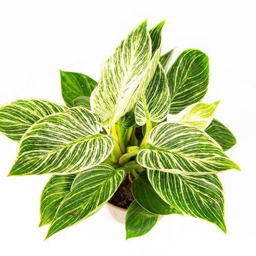 Филодендрон Вайт вейв Philodendron White Wave 30/15 (Н)