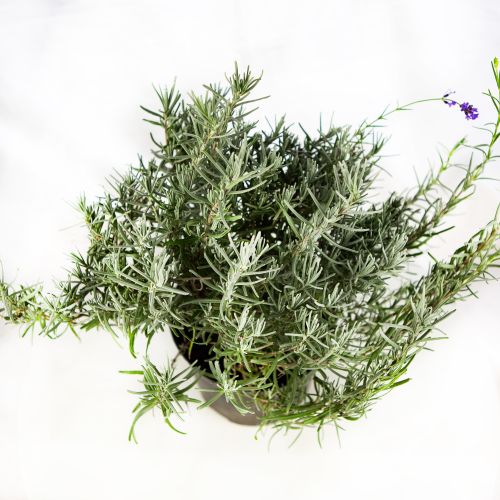 Лаванда узколистная Lavandula angustifolia 2л/3л