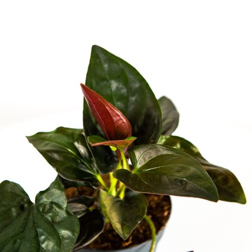 Сингониум краснолистный Ред Эрроу Syngonium erythrophyllum Red Arrow 25/12