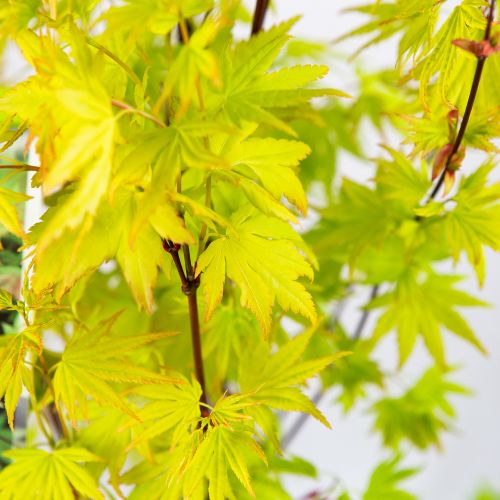 Клен дланевидный Оранж Дрим Acer palmatum Orange Dream 5л (Н)