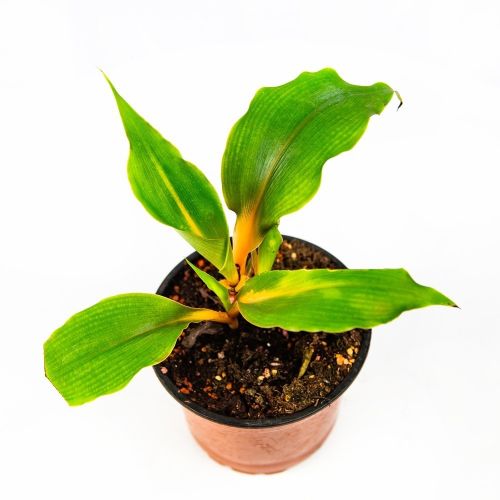 Хлорофитум Грин Оранж Chlorophytum Green Orange d12