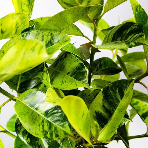 Фикус каучуконосный Ficus El Shivereana Moonshine On Stem 130/30 (Н)