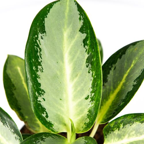 Аглаонема Сильвер Блу Aglaonema Silver Blue 30/12