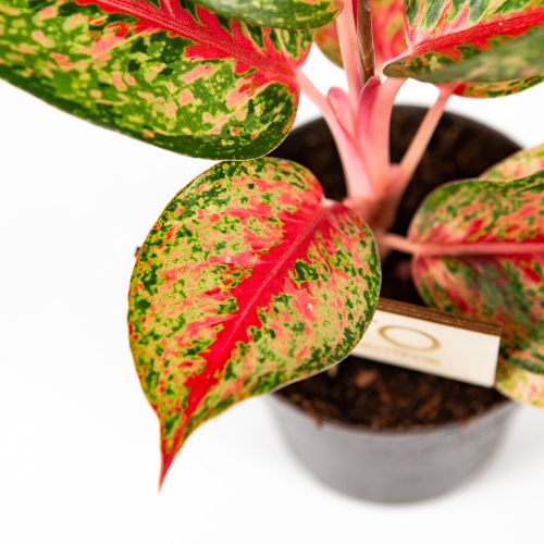 Аглаонема Aglaonema Paradise Red 40/12