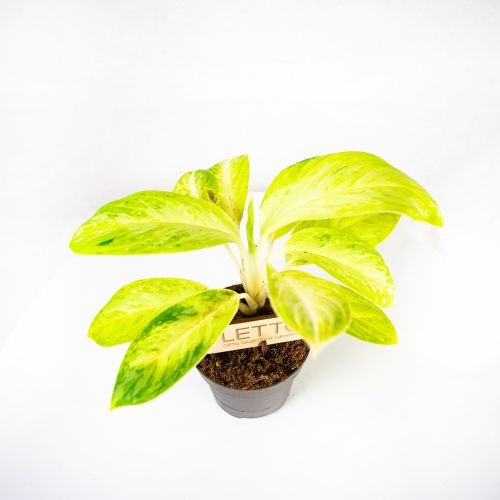 Аглаонема Артик Лайм Aglaonema Arctic Lime 30/12 (Н)