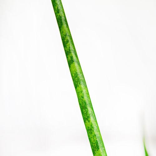 Сансевиерия Sansevieria Comet Kichaka 35/12