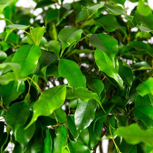 Фикус Бенджамина Экзотика труба Ficus benjamina Exotica tube 130/31 (Н)