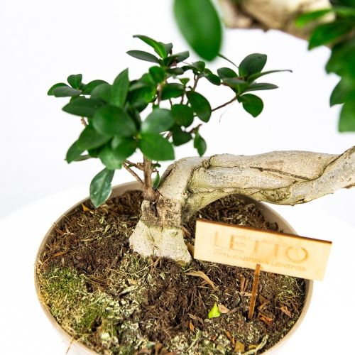 Фикус гинсенг в пластиковом горшке S-образный Ficus Ginseng In Plastic Pot S-shape 80/24 (Н)