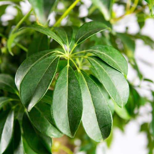 Шеффлера древесная на штамбе Schefflera Arboricola On Stem 140/24 (Н)