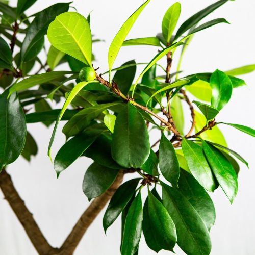 Фикус бокальчатоприлистниковый на штамбе Ficus cyathistipula on stem 150/34 (Н)