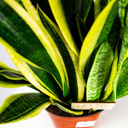 Сансевиерия Футура Суперба Sansevieria Futura Superba 50/19