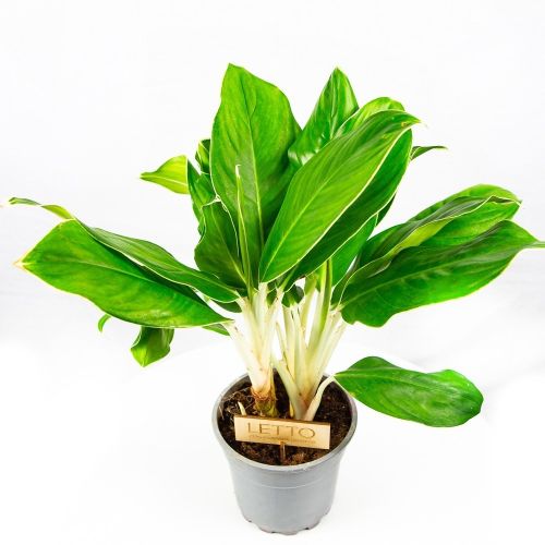 Аглаонема Чинто Кинг Aglaonema Cintho King 60/17 (Н)