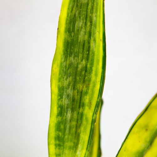 Сансевиерия аубритиана микс Sansevieria aubrytiana mix 50/14