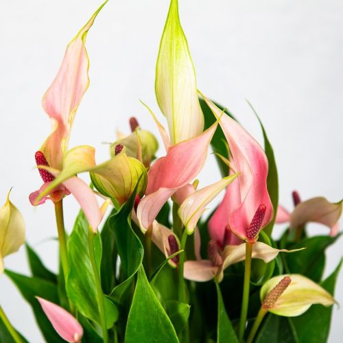 Антуриум Anthurium andraeanum Lilli 45/14 (Н)