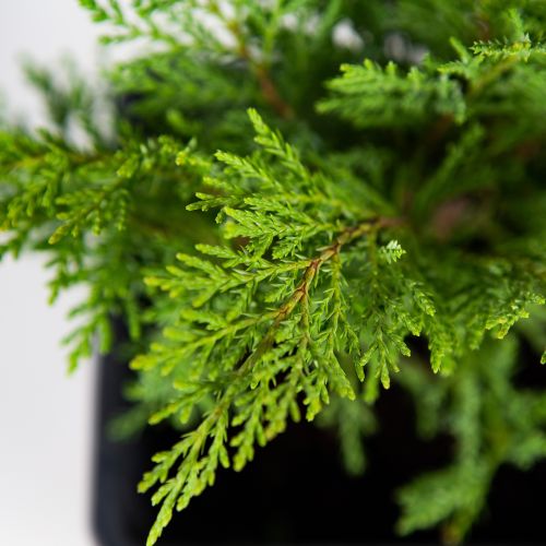 Можжевельник казацкий Тамарисцифолия Juniperus sabina Tamariscifolia 2л (ЗК)