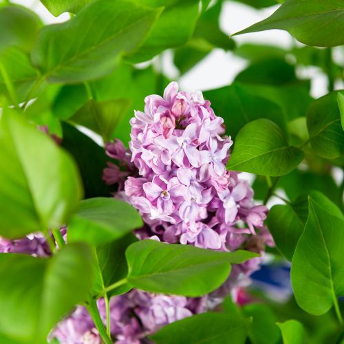 Сирень обыкновенная Индия Syringa vulgaris India 10(ГМ)