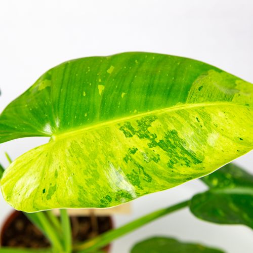 Филодендрон Жозе Буэно Philodendron Jose Buono 45/15