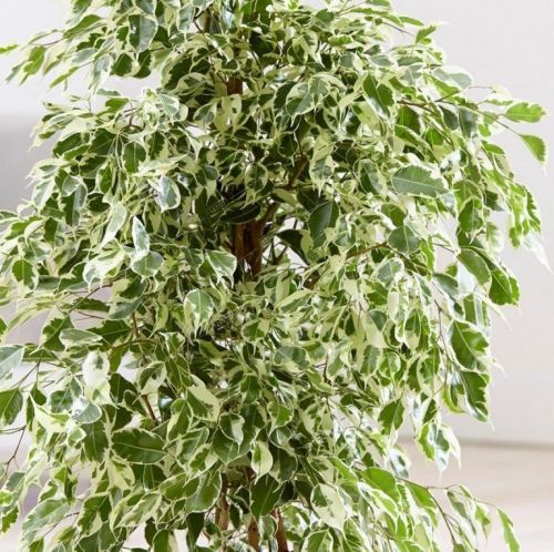 Фикус Бенджамина Профит Ficus benjamina Profit 145/27