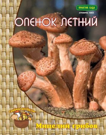 Опенок летний, мицелий грибов Поиск 12шт
