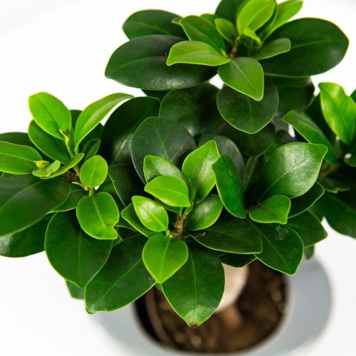 Фикус гинсенг утолщ горшок Ficus Ginseng In Folded Pot 35/14 (Н)