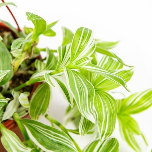 Традесканция Альба Tradescantia Alba п/к 2,5л