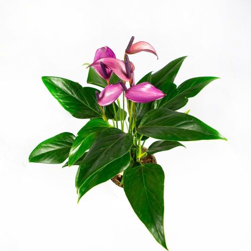 Антуриум Зизу Anthurium Zizou 40/12