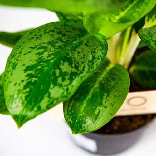 Аглаонема Лемон Минт Aglaonema Lemon Mint 35/12 (Н)