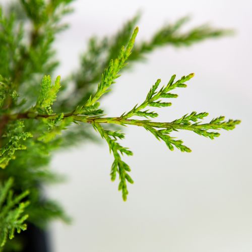 Можжевельник казацкий Тамарисцифолия Juniperus sabina Tamariscifolia 2л (ЗК)